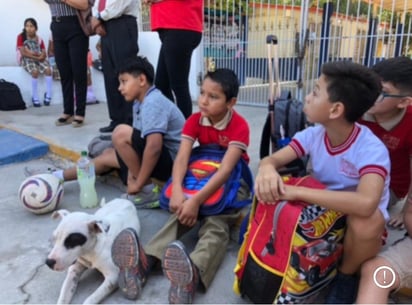 estados: Los perros callejeros invaden las escuelas en la localidad.