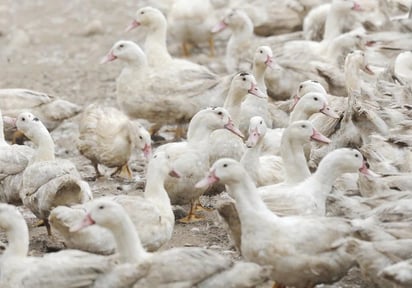 SALUD: Los recientes cambios en la ecología y evolución molecular del virus H5N1 en aves silvestres