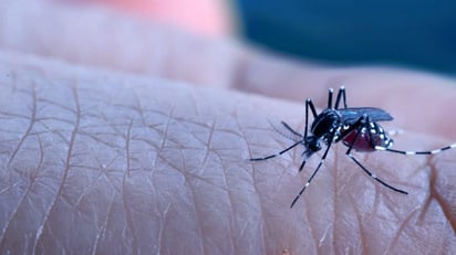 monclova:  Se reportan picaduras y un caso de dengue hemorrágico en la colonia.