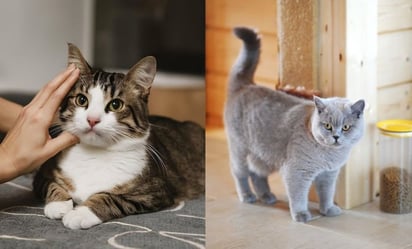 Mascotas: Para quienes comparten su hogar con un gato, encontrar orina en lugares inesperados puede ser frustrante.