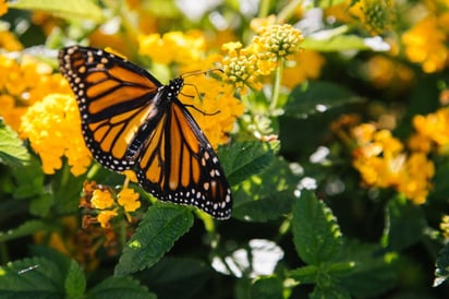 Mariposa Monarca: En Monclova, la presencia de esta emblemática especie también se ha hecho notar.