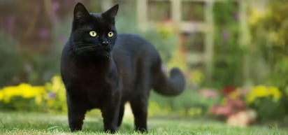 Octubre: La pesadilla de los gatos negros y blancos 