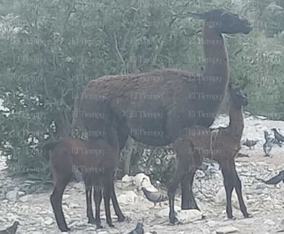 Ecoparque : Una llama acaba de nacer en el zoológico del Ecoparque.