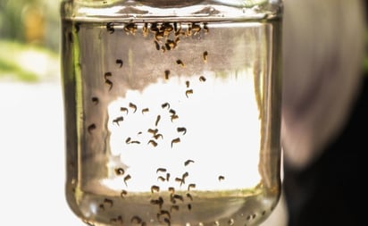 SALUD: La Secretaría de Salud de Sonora, aconseja usar repelente de insectos