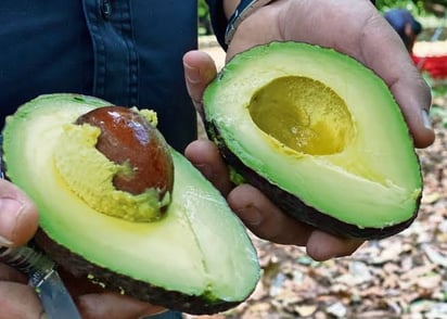 El aguacate ayuda a la salud mental con ácido fólico y omega-3