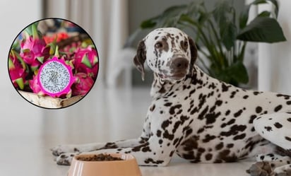 Mascotas: La pitahaya puede ser una adición sabrosa y nutritiva para algunos perros
