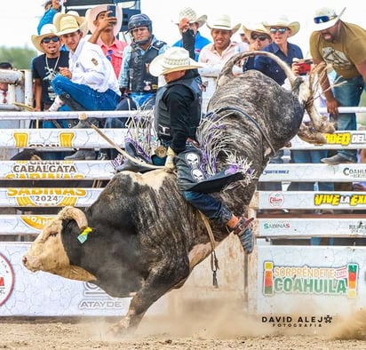 Coahuila cuenta con crianza de toros bravos para rodeos