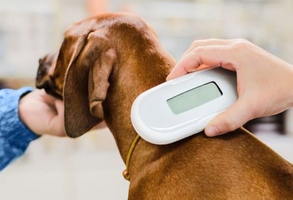 Clínicas veterinarias ofrecen microchips para la identificación de mascotas en aduanas