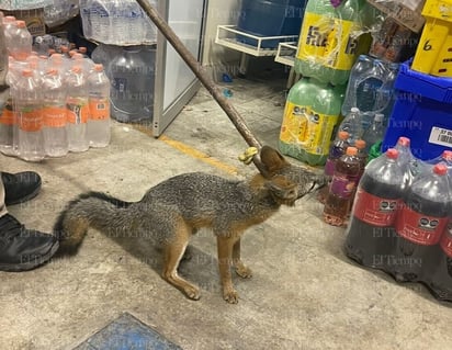 zorro: El operativo culminó sin daños al animal. 