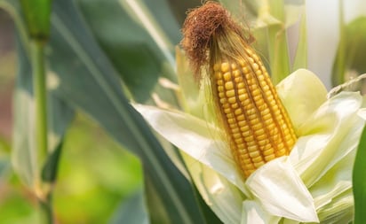 SALUD: El maíz, con sus múltiples propiedades, es una excelente opción para quienes buscan mejorar su nutrición