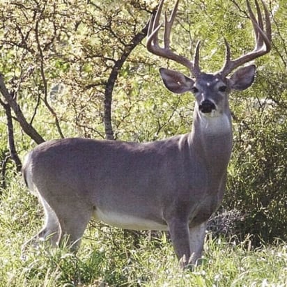 temporada de caza: una vez iniciada la temporada dar la bienvenida a los cazadores