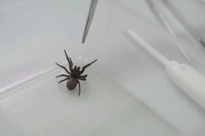 SALUD: Un ensayo clínico probará si una proteína del veneno de la araña K’gari puede proteger los corazones durante ataques cardíacos