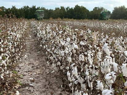 En tres años cayó la producción de algodón en San Pedro por falta de agua y semilla de mala calidad