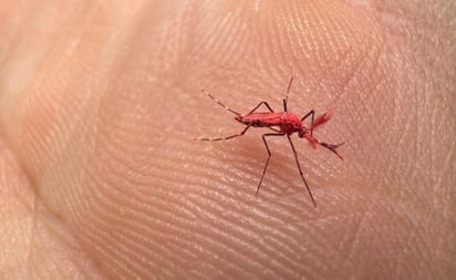 SALUD: Autoridades sanitarias piden a la ciudadanía no matar estos mosquitos rojos