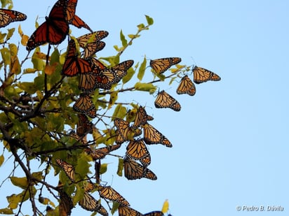 Mariposa Monarca