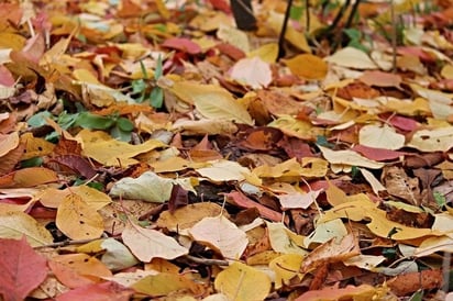 Ecoparque Monclova recomienda no limpiar hojas en invierno