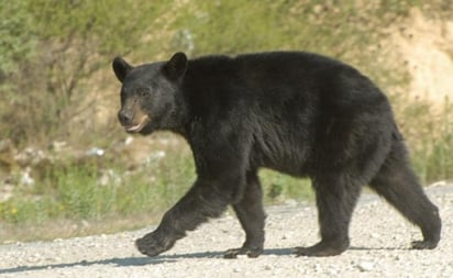 Captan momentos íntimos en la vida de un oso negro y sus crías en la Sierra de Zapalinamé