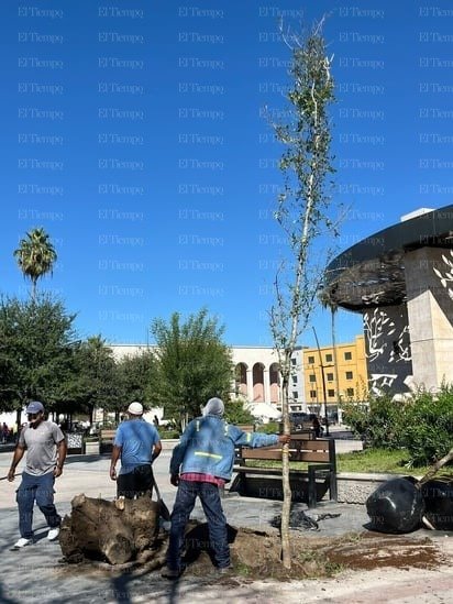 Reforestación: En total se plantaron 9 encinos en la plaza principal y el Centro Histórico. 