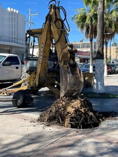 Reforestación: En total se plantaron 9 encinos en la plaza principal y el Centro Histórico. 