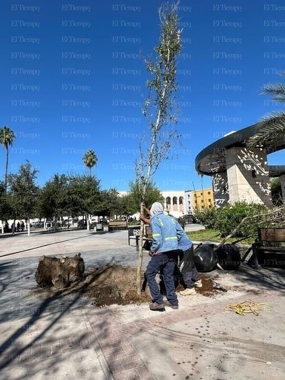 Reforestación: En total se plantaron 9 encinos en la plaza principal y el Centro Histórico. 