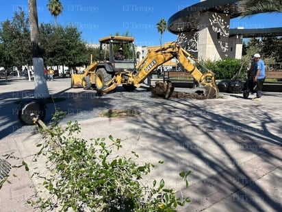 Reforestación: En total se plantaron 9 encinos en la plaza principal y el Centro Histórico. 