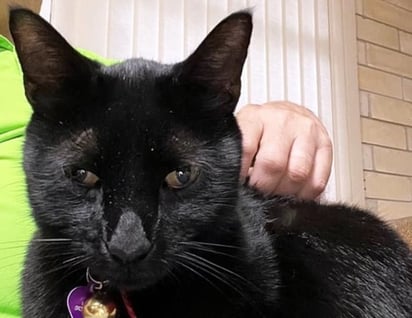 SALUD: Un gato negro que se cruzó en el camino de su dueño llevó a un nuevo descubrimiento viral

