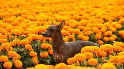 Xoloitzcuintle