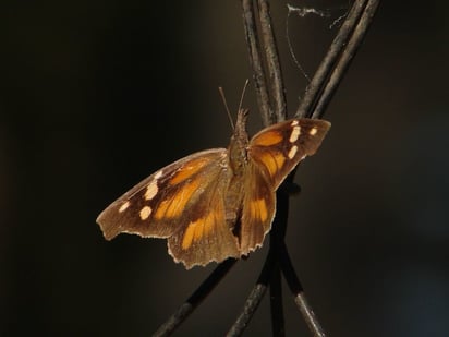 Mariposa monarca: Protección de la mariposa Monarca durante su migración