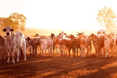 SALUD: Una modesta reducción en la producción de carne de vacuno podría ayudar a combatir el cambio climático

