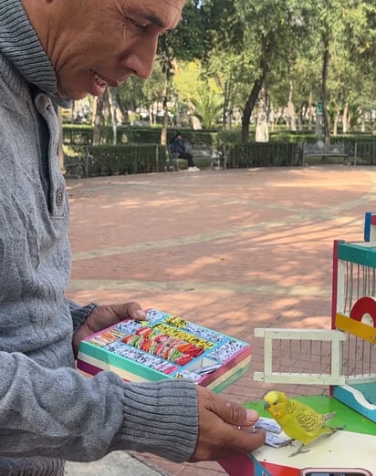 Pajaritos de la suerte: Panchito, un canario de un año y medio, fue entrenado con paciencia para sacar las tarjetas del destino.