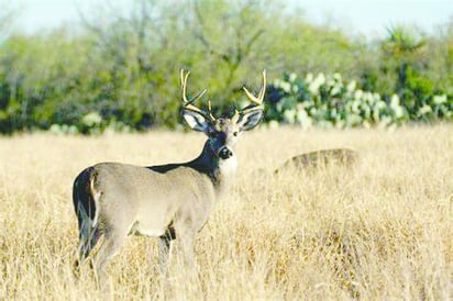 caza de venado