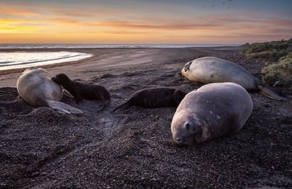 SALUD: Las poblaciones de focas tardarán décadas en recuperarse, dicen los investigadores

