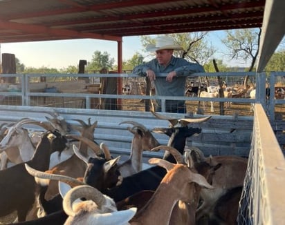 vacunación y desparasitación: Durante el programa, se vacunaron y desparasitaron más de 1,000 cabras y borregas en los ejidos. 