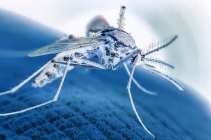 SALUD: Las mutaciones podrían hacer retroceder décadas de progreso contra la enfermedad transmitida por mosquitos

