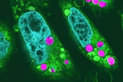 SALUD: Muchos expertos pensaban que era imposible, pero investigadores en Japón han logrado introducir cloroplastos