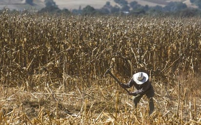 Campo: La falta de apoyos para compra de equipo agrícola ha desalentado la producción.
