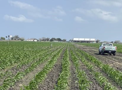 Falta de recursos federales impacta al campo fronterizo: El recorte de 493 millones de pesos afectaría significativamente el presupuesto para el campo