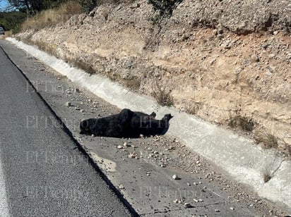 policiaca: Las autoridades ambientales analizarán el caso para determinar las acciones a seguir.