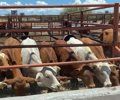 ganado cuarentena: Por la suspensión temporal de importación de Estados Unidos, los ganaderos pierden entre 20 a 30 por ciento del precio.