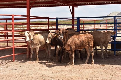 Ganado: Asociaciones ganaderas exigen al gobierno federal cierre la frontera sur por donde pasan 800 mil cabezas de ganado ilegales.