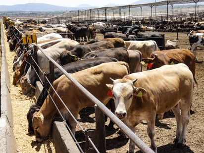 Coahuila trabaja para reabrir la frontera a la exportación de ganado