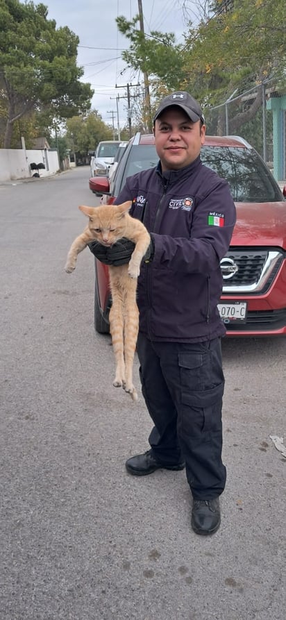 rescate: La intervención de los bomberos fue crucial para salvar al animal