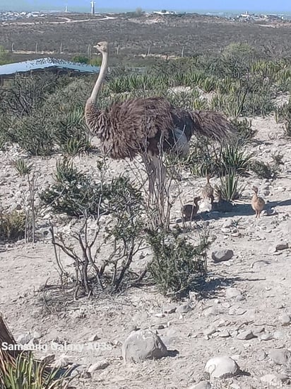 Ecoparque : Siete crías de avestruces han nacido en el zoológico, de un total de ocho huevos incubados.