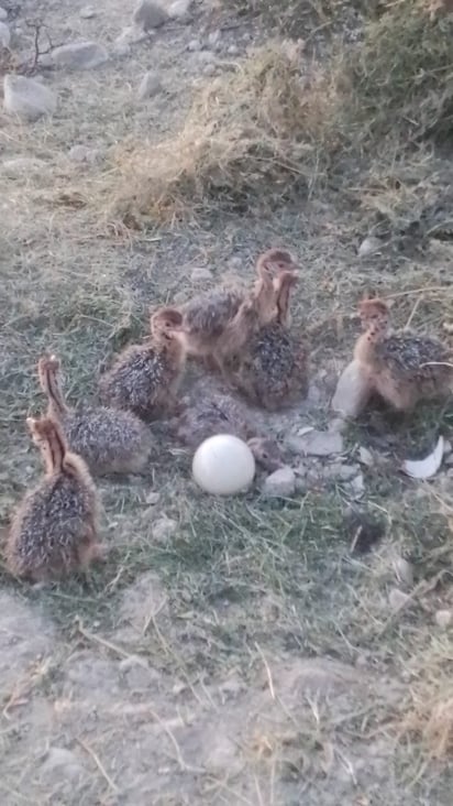 Ecoparque : Siete crías de avestruces han nacido en el zoológico, de un total de ocho huevos incubados.