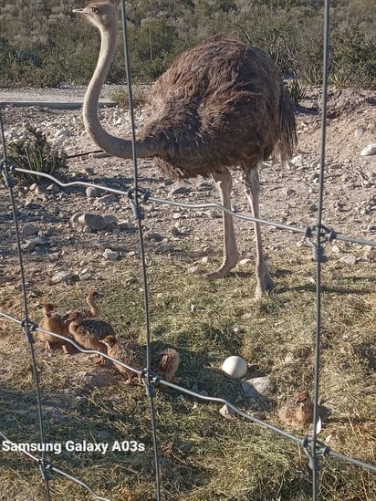 Ecoparque : Siete crías de avestruces han nacido en el zoológico, de un total de ocho huevos incubados.