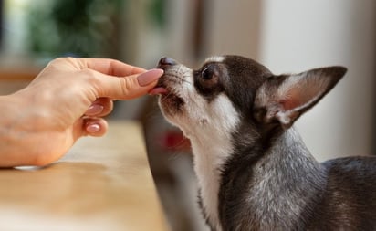 SALUD: Proteger a tus mascotas de la gripe aviar no solo salvaguarda su salud