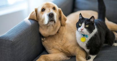 mascotas : Una buena alimentación es clave para que las mascotas soporten el frío.
