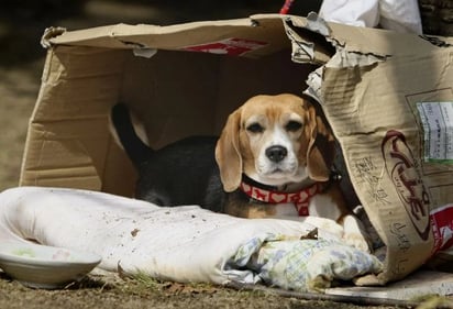 mascotas : Cómo calmar a tu mascota en temporada de fiestas.