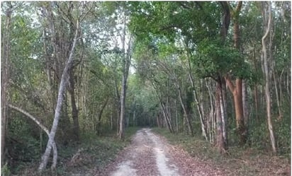 Yucatán : La posible víctima podría tratarse de Félix Cumi Chac, desaparecido en 2014 a los 80 años.
