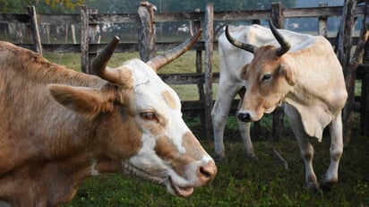 ganado: Por un brote del gusano barrenador detectado en Chiapas y Centroamérica, EEUU suspendió la importación de carne mexicana.